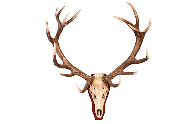 놀라운 붉은사슴 사냥 트로피 - antler stag deer animal skull 뉴스 사진 이미지