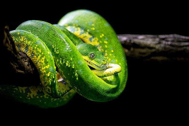 istock Closeup of a green snake 494215028