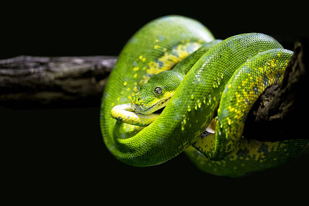 istock Closeup of a green snake 494215318