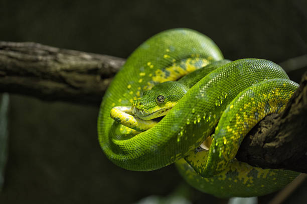 istock Closeup of a green snake 494215764
