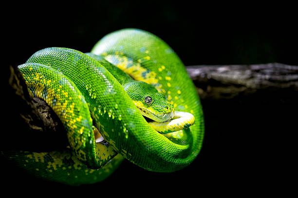 istock Closeup of a green snake 494215980