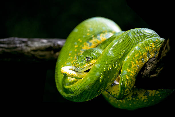 istock Closeup of a green snake 494216306