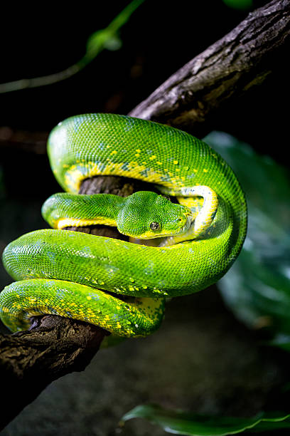 istock Closeup of a green snake 494216492