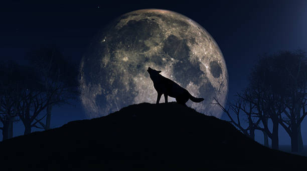 Wolf howling at the moon 3D render of a wolf howling at the moon howling stock pictures, royalty-free photos & images