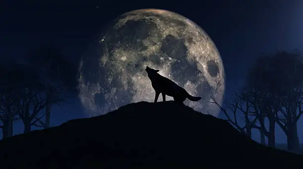 Photo of Wolf howling at the moon