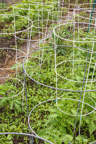 Garden support rings Many wire support rings in place for growth of tomatoes and other garden plants in springtime, northern Illinois, USA tomato cages stock pictures, royalty-free photos & images