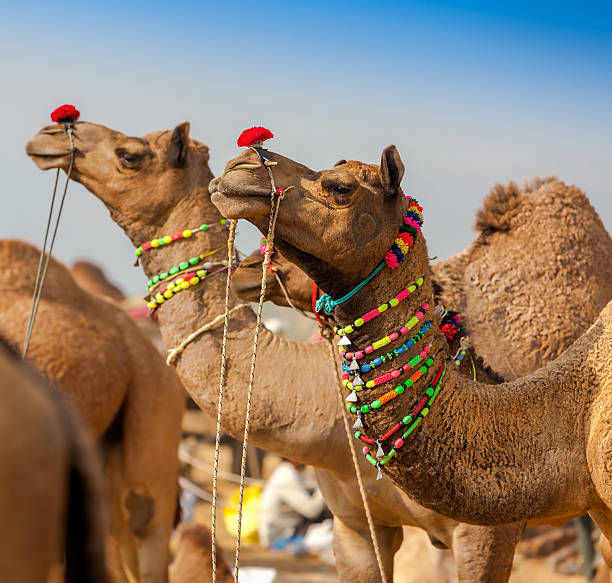 istock Decorated camel at the Pushkar fair. Rajasthan, India. 494218010