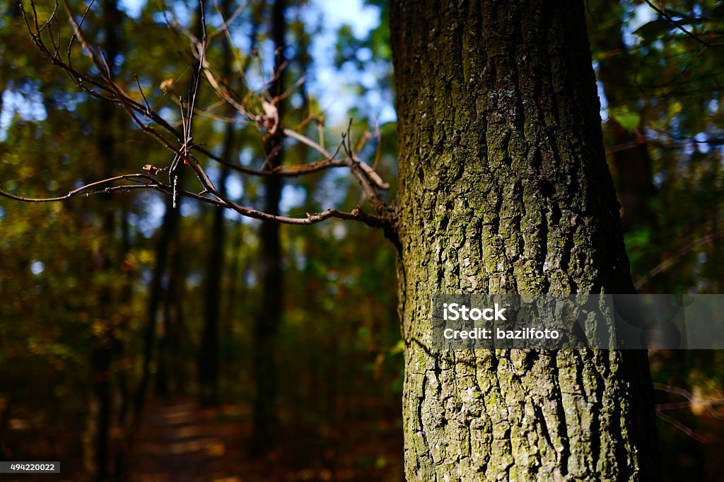 wood bark of an old tree against the wood 2015 Stock Photo