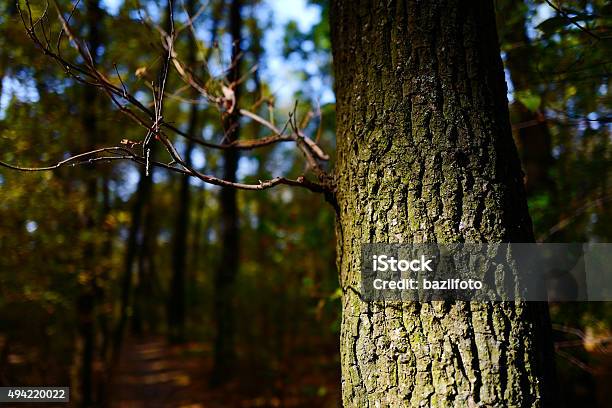 Wood Stock Photo - Download Image Now - 2015, Abstract, Branch - Plant Part