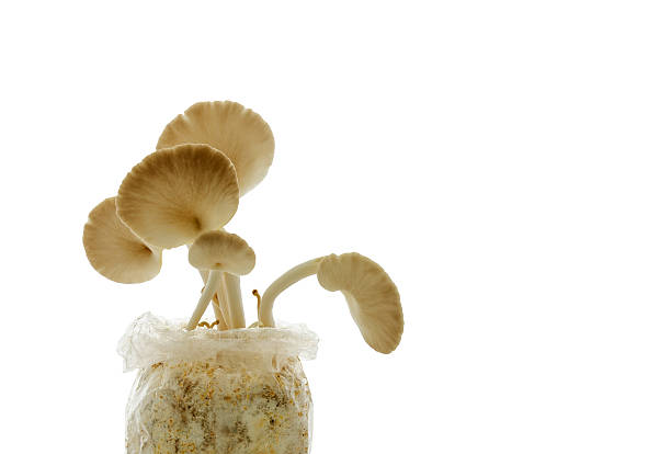 istock Indian Oyster or Phoenix mushroom on white background 494220540