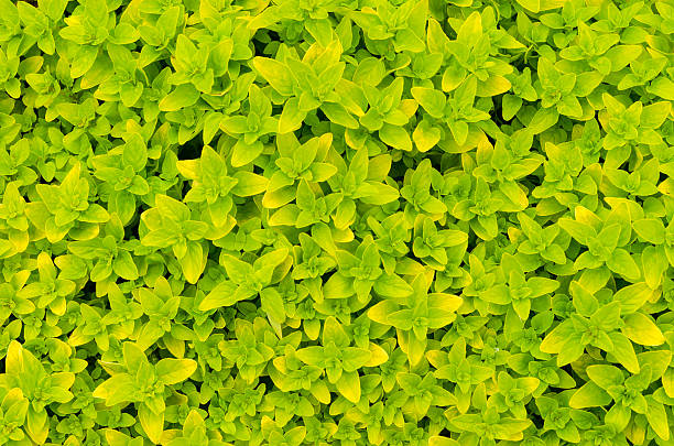 Leafy spring background stock photo