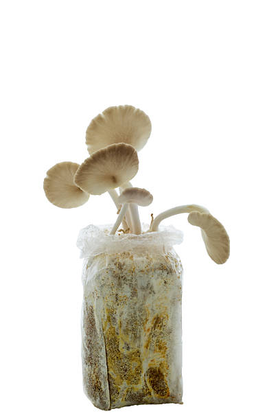 istock Indian Oyster or Phoenix mushroom on white background 494220958