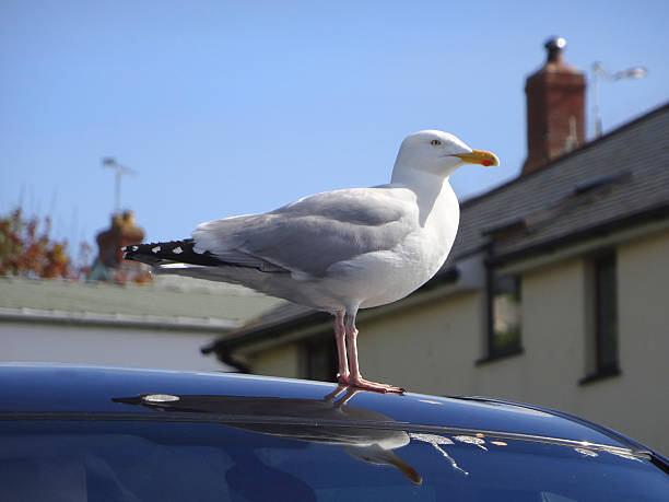 이미지 대형 유럽재갈매기/갈매기 입석 차량 - herring gull 뉴스 사진 이미지