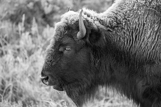 istock Close up of buffalo. 494221812
