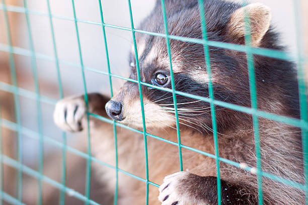 istock Raccoon looks through lattice 494222420