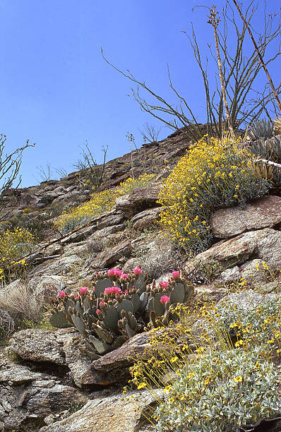 istock Blooming cacti ocotillo Anza-Borrego Desert State Park California 494222996