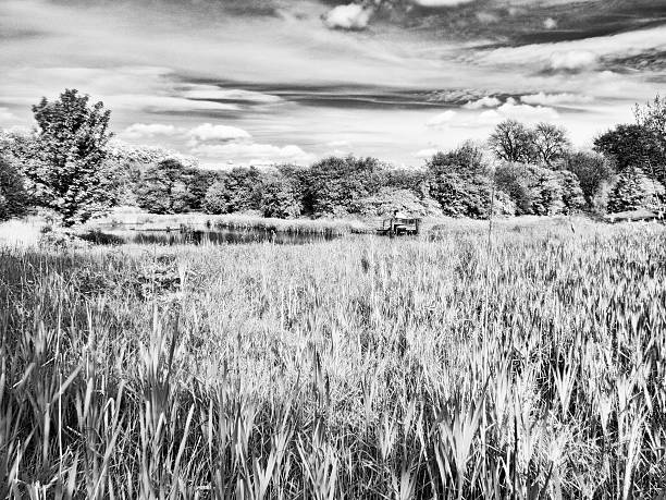 istock Infrared image on Cuerden Valley park 494235751