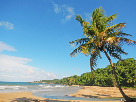 Palm tree on a beach, Playa El Limon, Dominican Republic