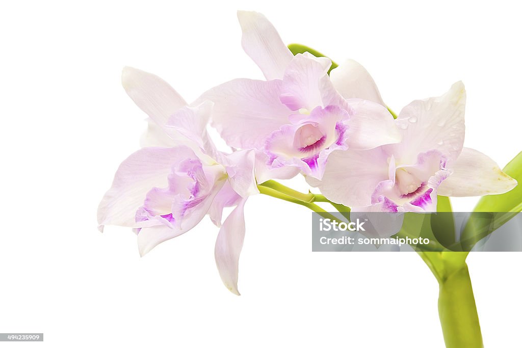 Bouquet de rosa de orquídeas - Royalty-free Angiospermas Foto de stock