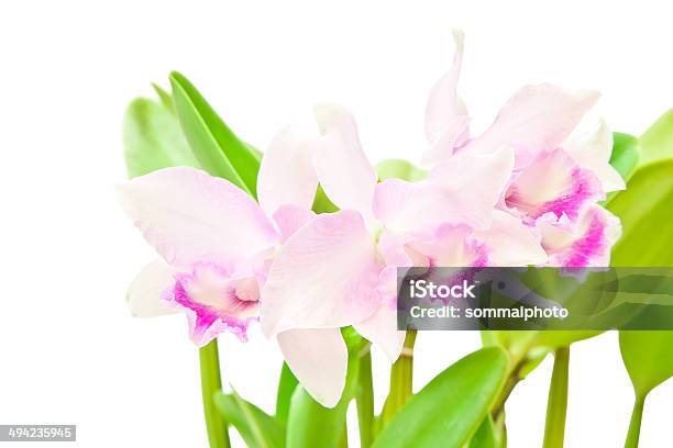 Bouquet Di Orchidee Rosa - Fotografie stock e altre immagini di Asia - Asia, Bellezza naturale, Bouquet