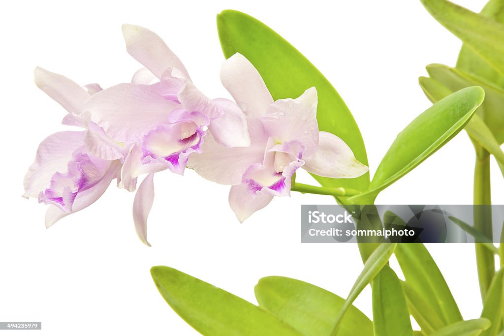 Buquê de rosa e orquídeas - Foto de stock de Angiospermae royalty-free