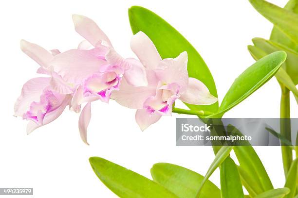 Foto de Buquê De Rosa E Orquídeas e mais fotos de stock de Angiospermae - Angiospermae, Arranjo de Flores, Beleza natural - Natureza