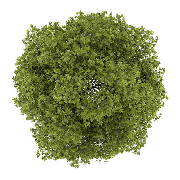 istock top view of white ash tree isolated on white background 494235995