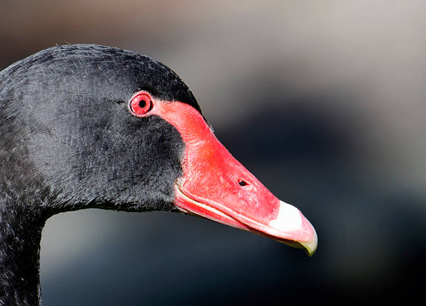 Profile of black swan stock photo