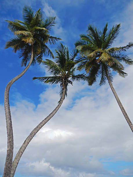 Leaning palm trees at Las Terrenas beach, Samana peninsula, Dominican Republic