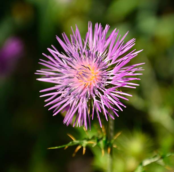 istock Splendid flower of wild thistle in full spring 494237049