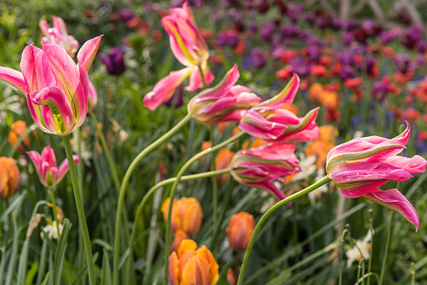 istock Flower garden in spring 494237425