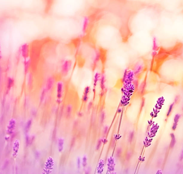 istock Beauriful lavender in my flower garden with soft focus 494237801