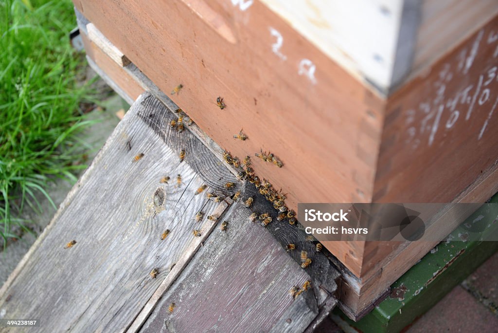 Beehives - Lizenzfrei Agrarbetrieb Stock-Foto