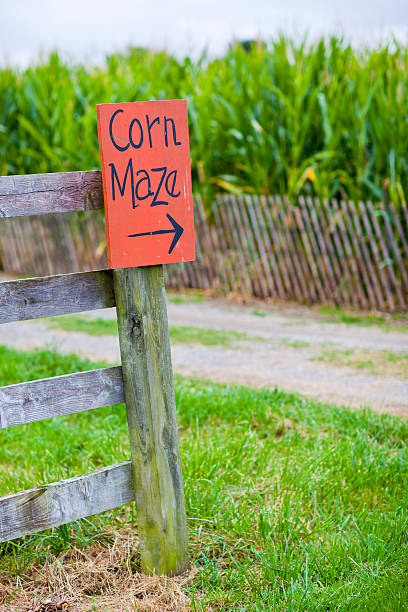 Corn Maze Orange corn maze sign with directional arrow country road road corn crop farm stock pictures, royalty-free photos & images