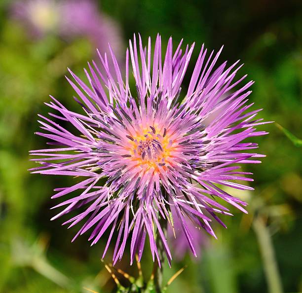 istock Colorful flower of wild thistle 494239155