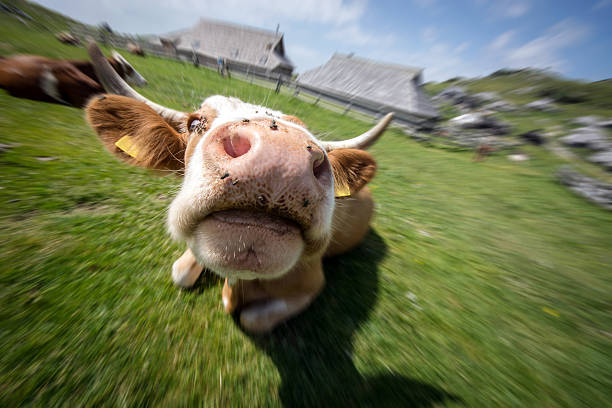 istock Cow nose zoom-in with flies 494239175
