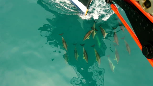 funny dolphins swimming along with the ship