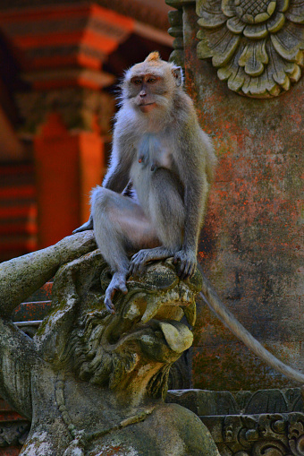monkey sitting on a beautiful statue of the province of Bali