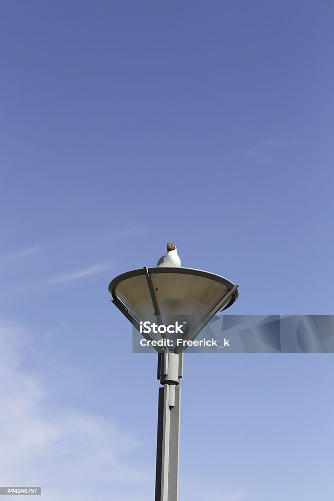 Bird sitting Seagull sitting on top of a street light Animal Stock Photo