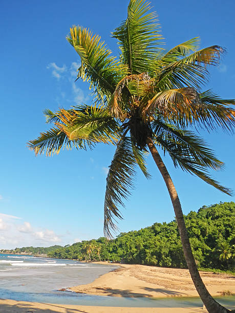 Palm tree on a beach, Playa El Limon, Dominican Republic