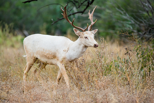 Wild South Texas white fallow deer buck