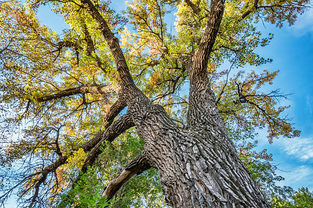 Giant cottonwood tree with fall foliage Giant cottonwood tree with fall foliage native to Colorado Plains, also the State tree of Wyoming, Nebraska, and Kansas - looking up cottonwood tree stock pictures, royalty-free photos & images