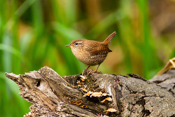 istock Winter Wren bird perched on a wooden log in Canada 494246514