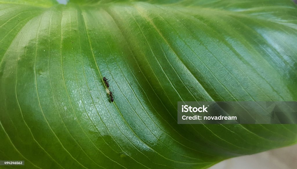 Ants on flower Ants working on green leaf. 2015 Stock Photo