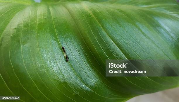 Ants On Flower Stock Photo - Download Image Now - 2015, Achievement, Ant