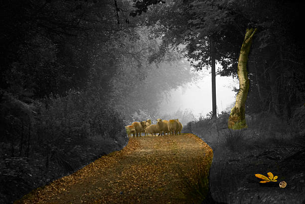 Autumn sheep and path stock photo