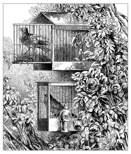 antique illustration of birdcages - 鳥籠 插圖 幅插畫檔、美工圖案、卡通及圖標