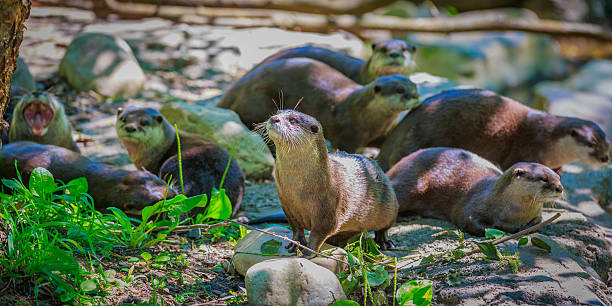 Asian small-clawed otters stock photo