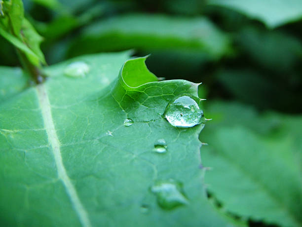 istock Dew droplets on green leaves 494250194