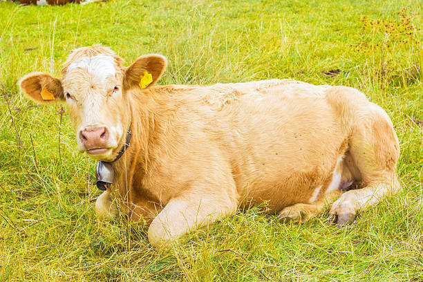 istock alpine cow in his pasture 494250652